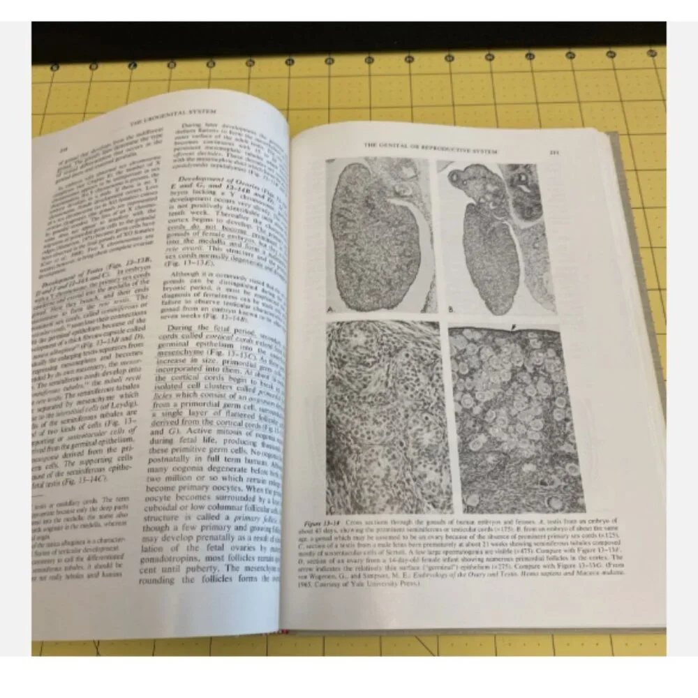 The Developing Human Clinically Oriented Embryology 1973 Keith Moore